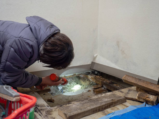  Sterling Heights, MI Mold Removal Pros